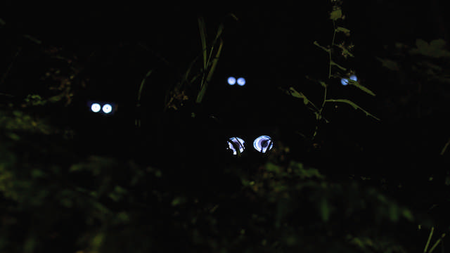 Foto af kunstværket Animals